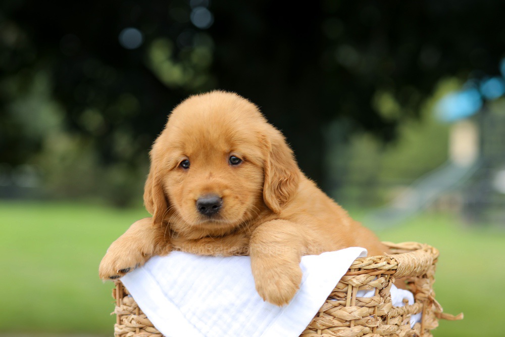 Rusty Image of Rusty, a Golden Retriever puppy