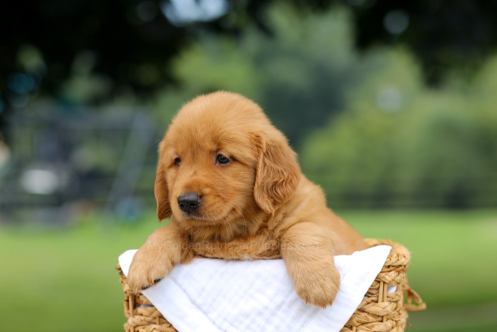 Rusty Image of Rusty, a Golden Retriever puppy