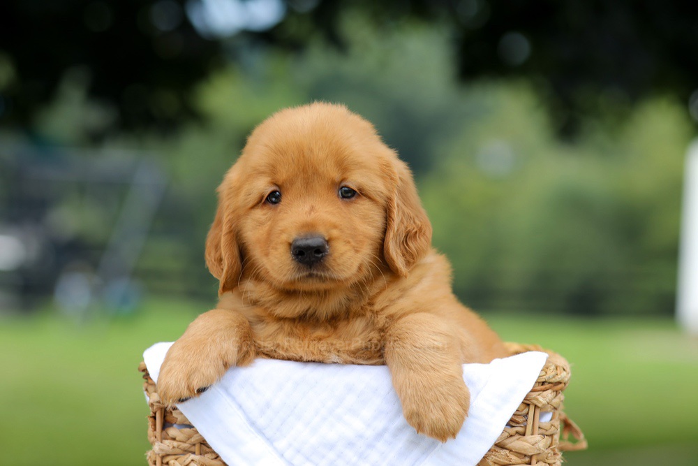 Rusty Image of Rusty, a Golden Retriever puppy
