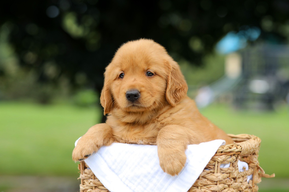 Rusty Image of Rusty, a Golden Retriever puppy