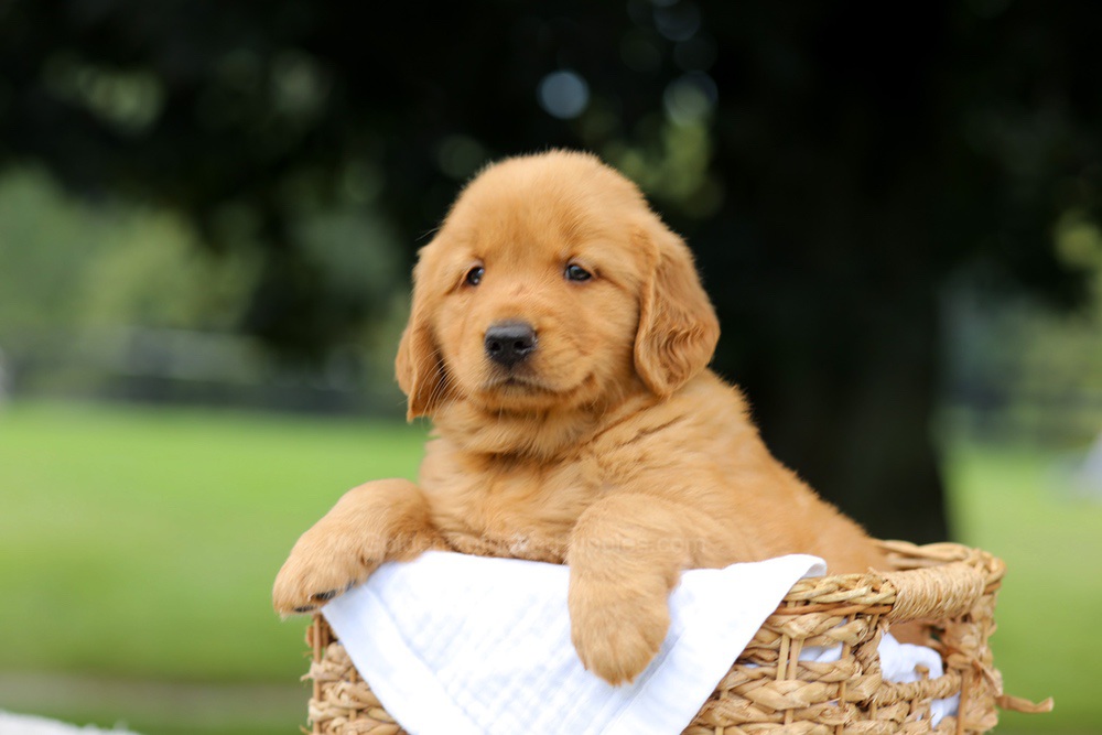 Rusty Image of Rusty, a Golden Retriever puppy