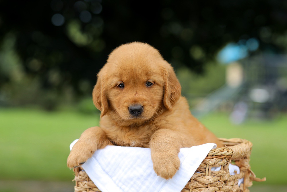 Rusty Image of Rusty, a Golden Retriever puppy