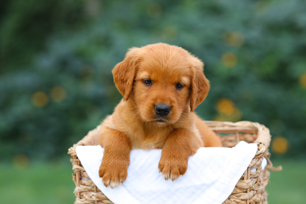 Sally Image of Sally, a Golden Retriever puppy