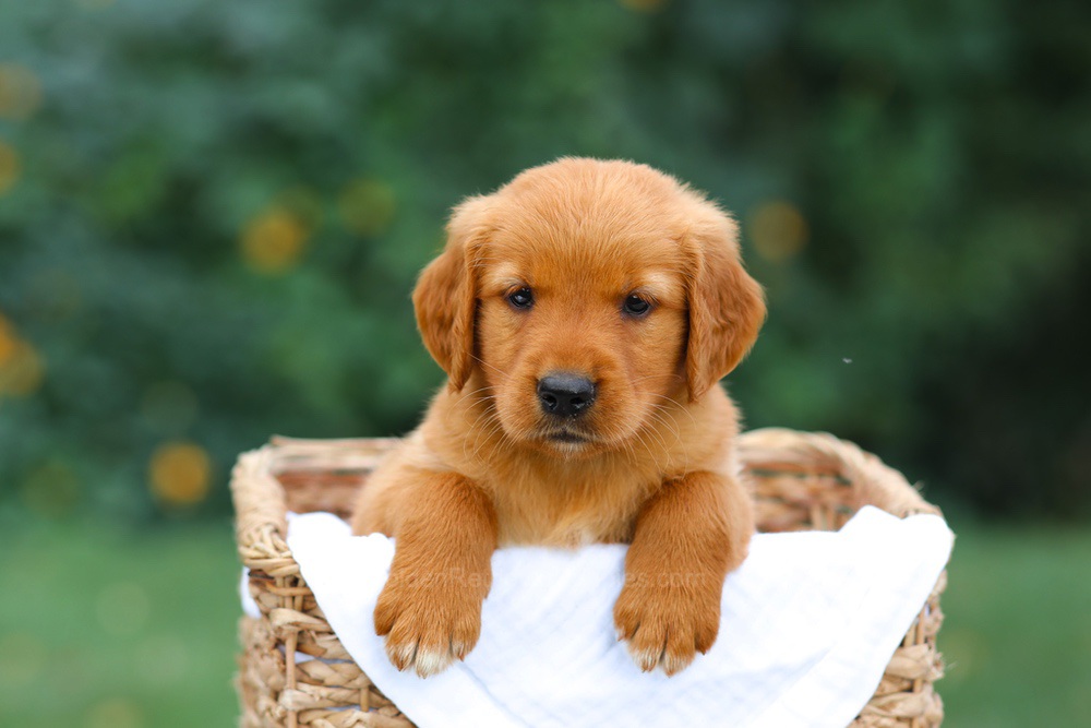 Sally Image of Sally, a Golden Retriever puppy