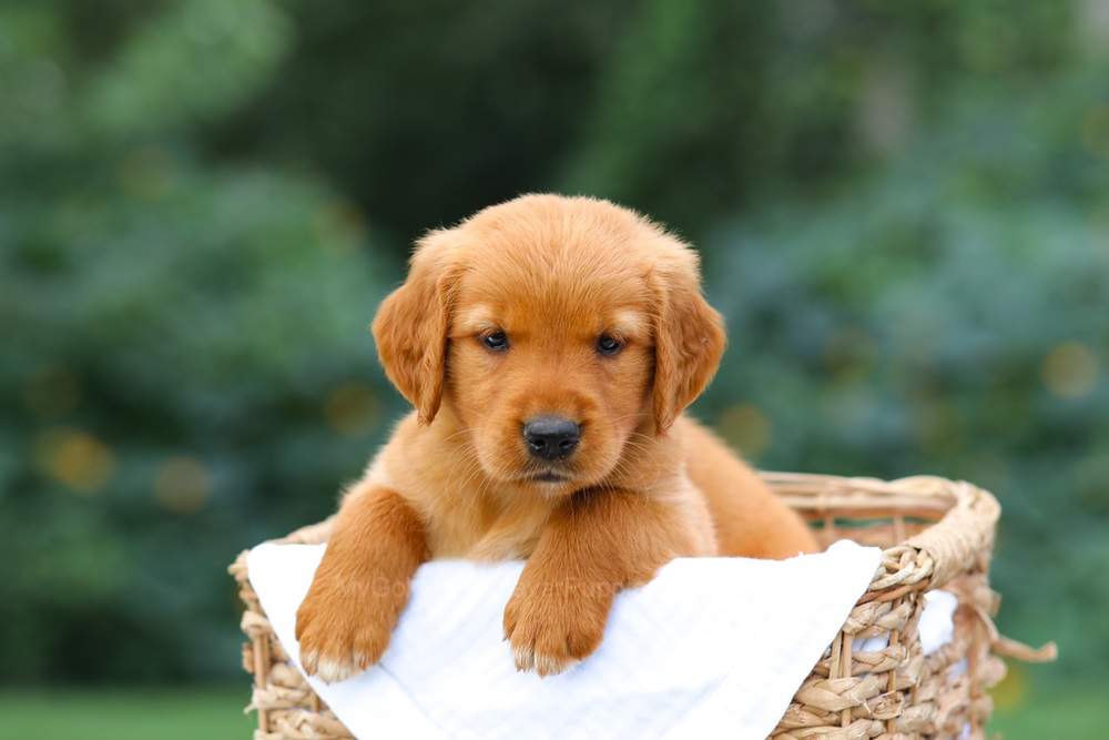 Sally Image of Sally, a Golden Retriever puppy