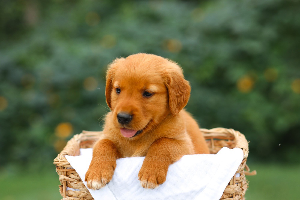 Sally Image of Sally, a Golden Retriever puppy