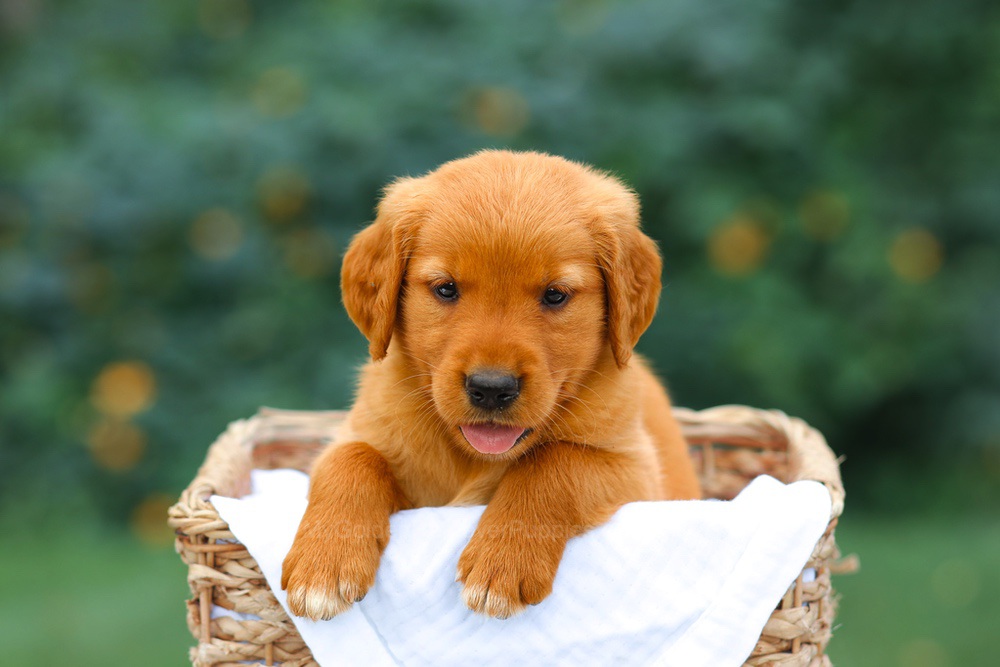 Sally Image of Sally, a Golden Retriever puppy