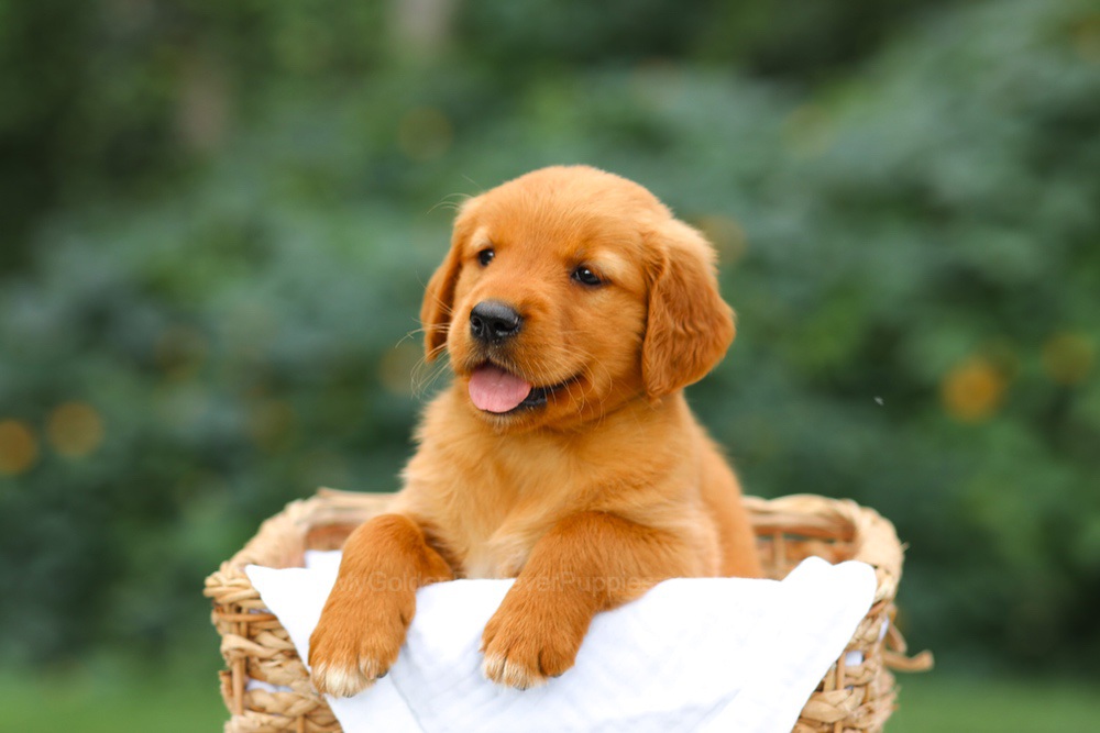 Sally Image of Sally, a Golden Retriever puppy