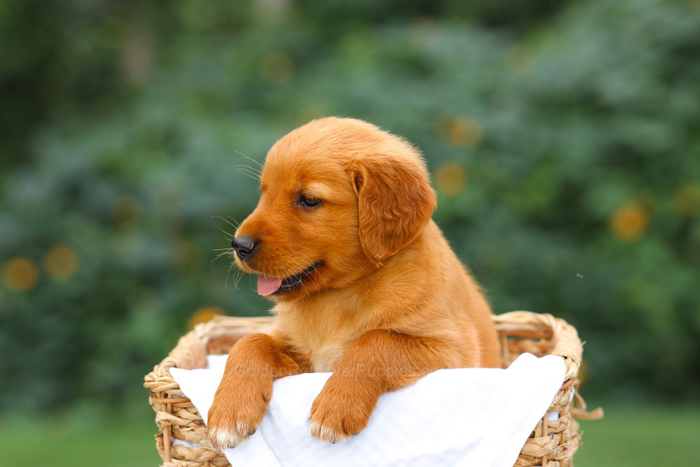 Sally Image of Sally, a Golden Retriever puppy