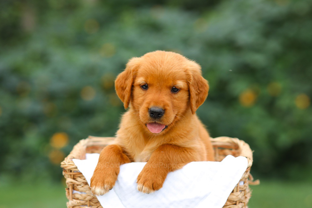 Sally Image of Sally, a Golden Retriever puppy