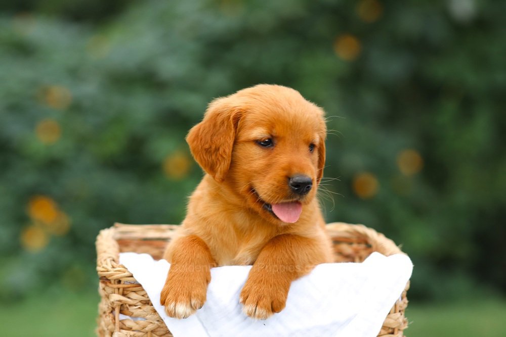 Sally Image of Sally, a Golden Retriever puppy