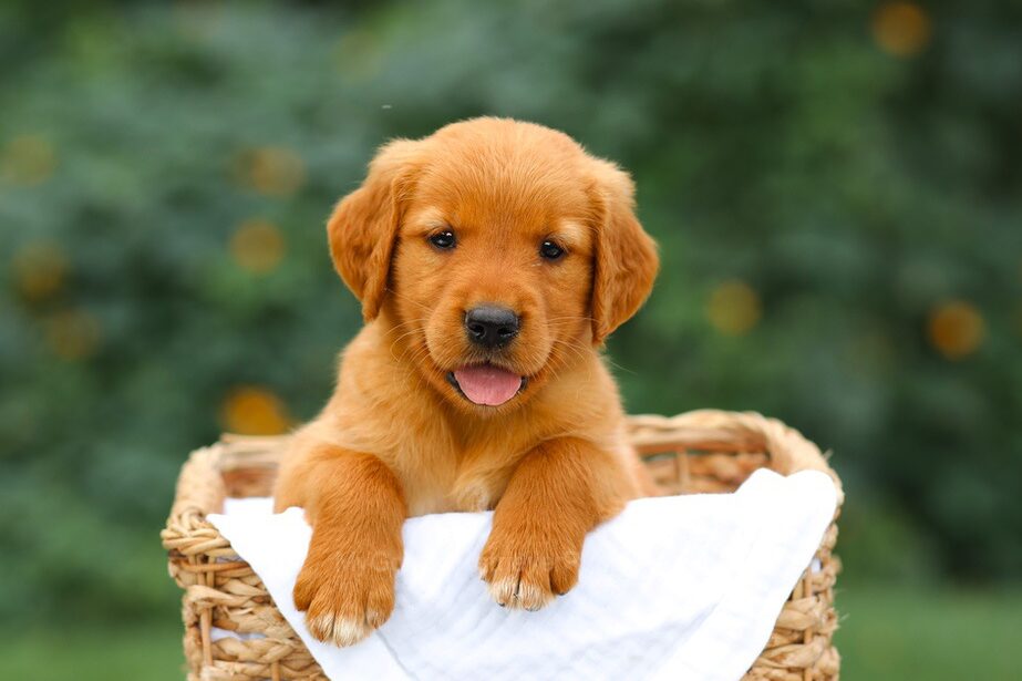Sally Image of Sally, a Golden Retriever puppy