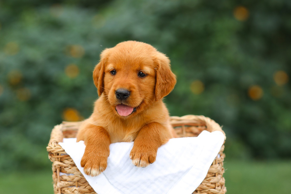 Sally Image of Sally, a Golden Retriever puppy