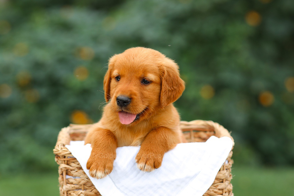 Sally Image of Sally, a Golden Retriever puppy