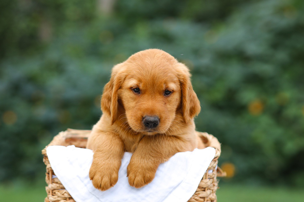 Sierra Image of Sierra, a Golden Retriever puppy