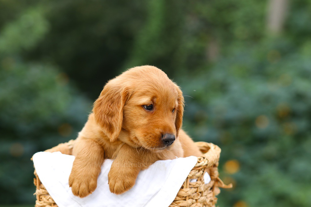 Sierra Image of Sierra, a Golden Retriever puppy