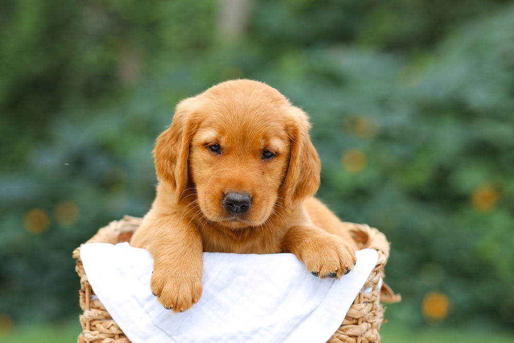 Sierra Image of Sierra, a Golden Retriever puppy