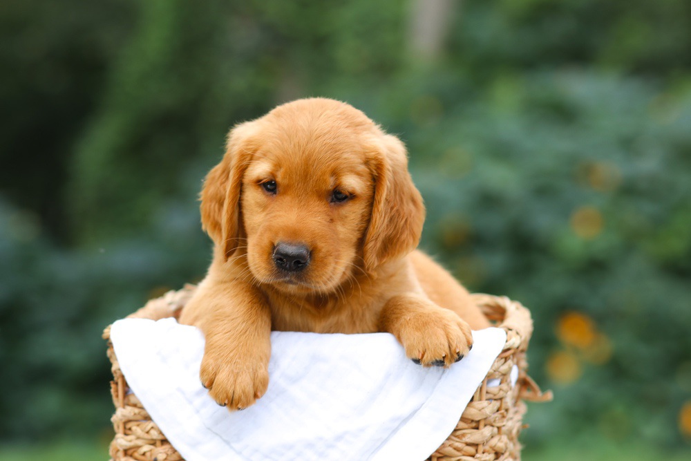 Sierra Image of Sierra, a Golden Retriever puppy