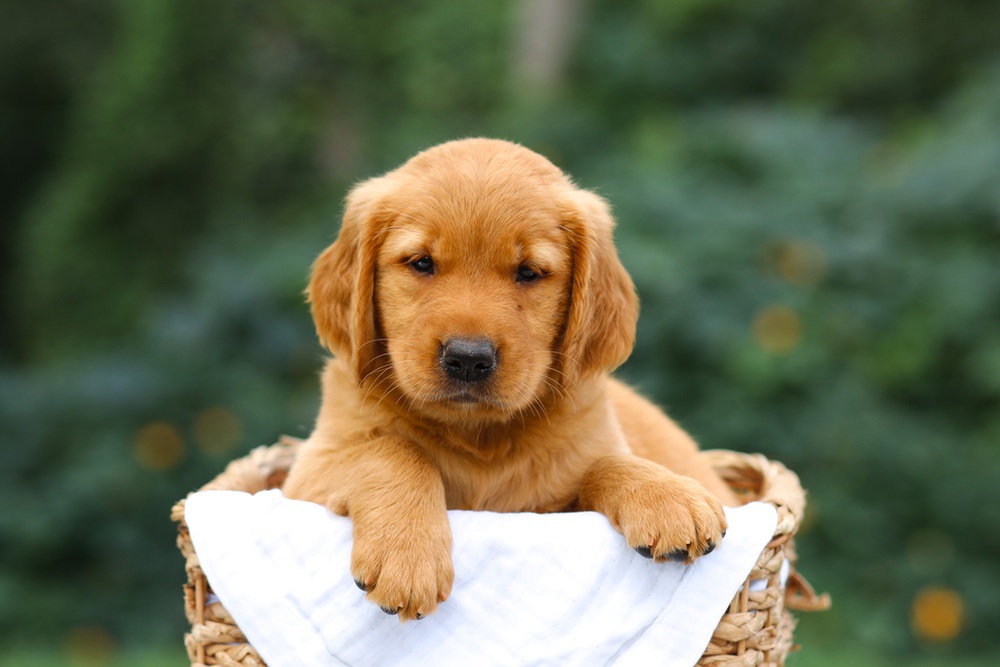 Sierra Image of Sierra, a Golden Retriever puppy