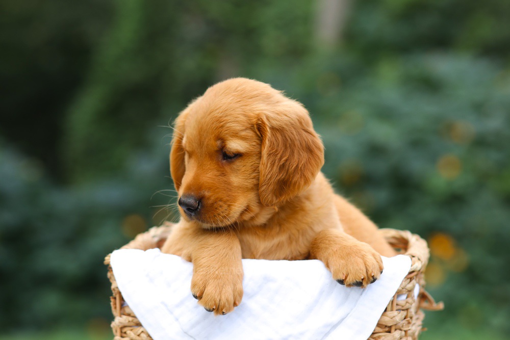 Sierra Image of Sierra, a Golden Retriever puppy