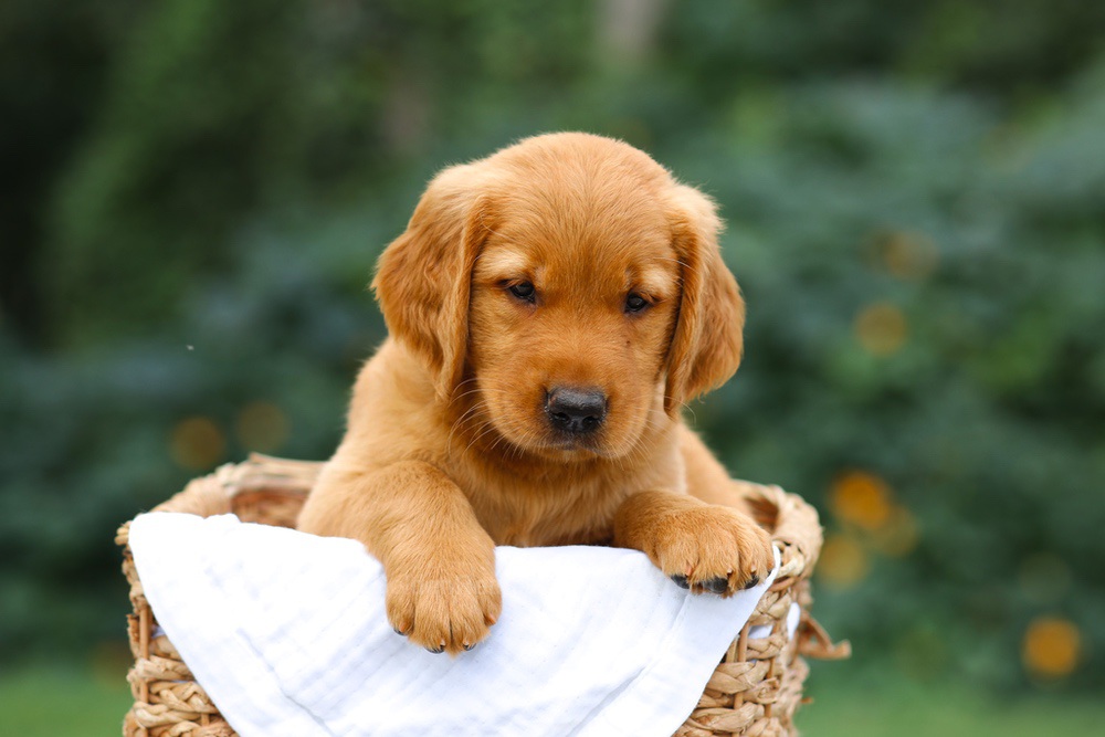 Sierra Image of Sierra, a Golden Retriever puppy