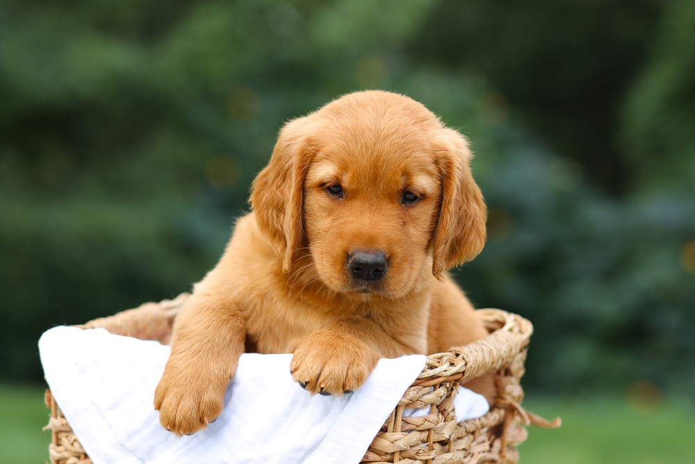 Sierra Image of Sierra, a Golden Retriever puppy