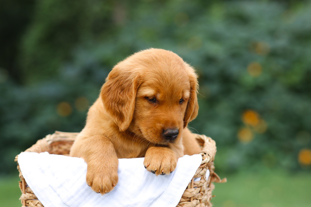 Sierra Image of Sierra, a Golden Retriever puppy