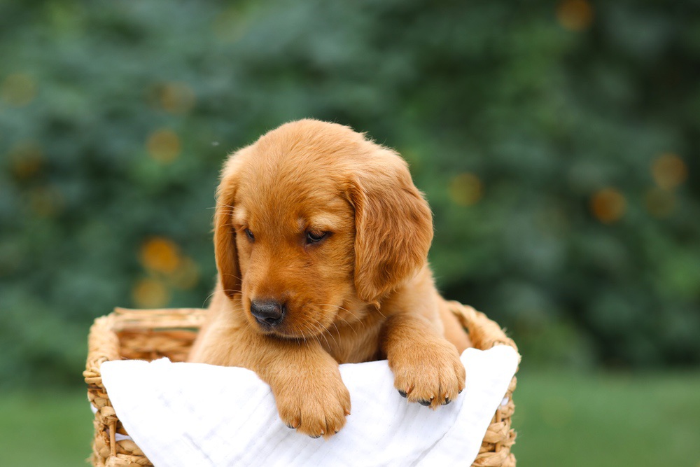 Sierra Image of Sierra, a Golden Retriever puppy