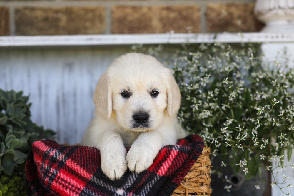 Snickers Image of Snickers, a Golden Retriever puppy