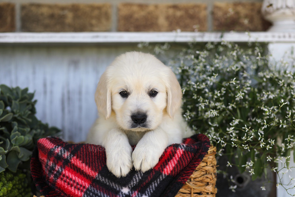 Snickers Image of Snickers, a Golden Retriever puppy