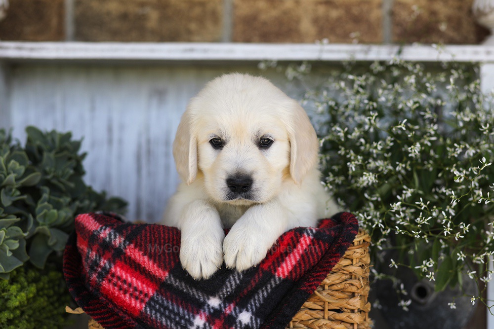 Snickers Image of Snickers, a Golden Retriever puppy