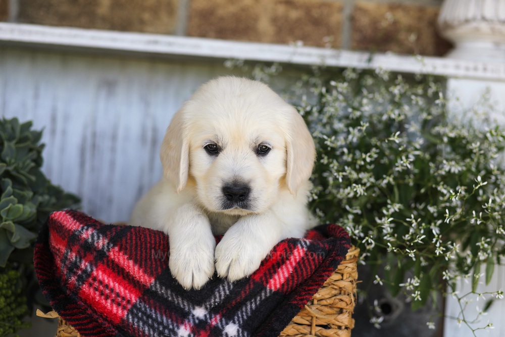 Snickers Image of Snickers, a Golden Retriever puppy