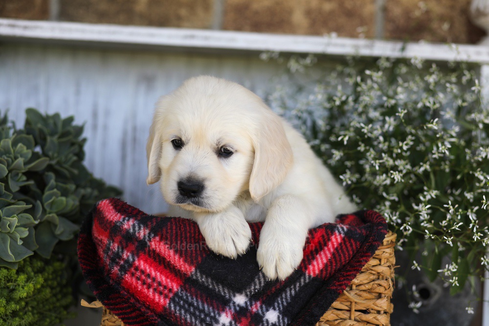 Snickers Image of Snickers, a Golden Retriever puppy