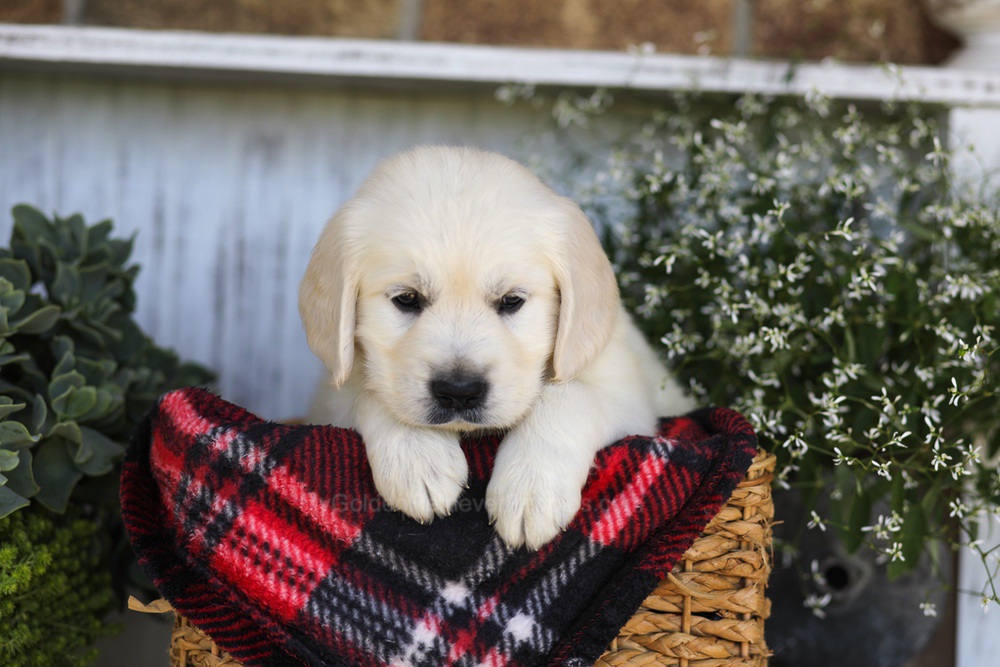 Snickers Image of Snickers, a Golden Retriever puppy