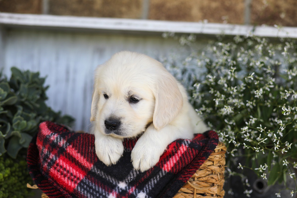 Snickers Image of Snickers, a Golden Retriever puppy