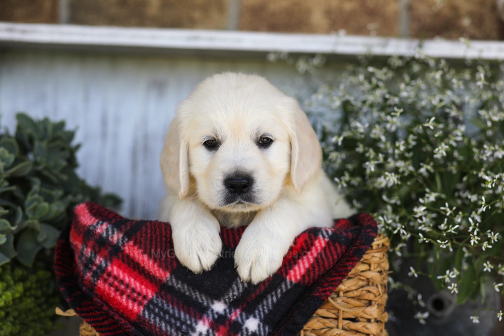 Snickers Image of Snickers, a Golden Retriever puppy
