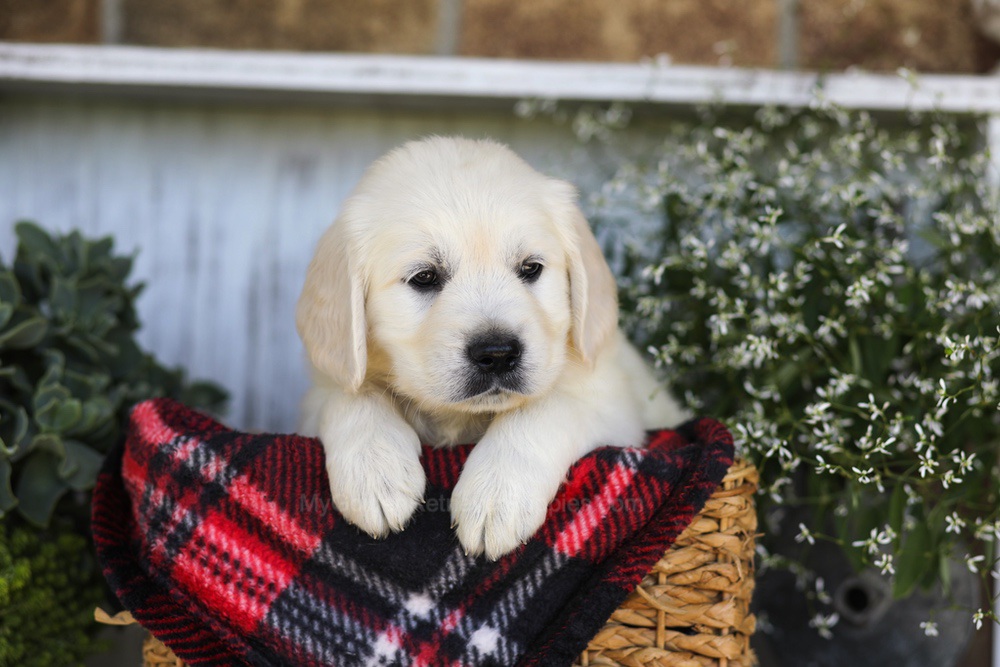 Snickers Image of Snickers, a Golden Retriever puppy