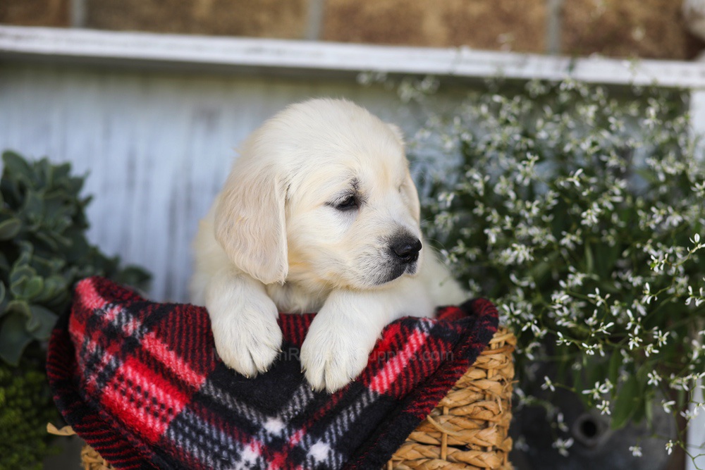 Snickers Image of Snickers, a Golden Retriever puppy