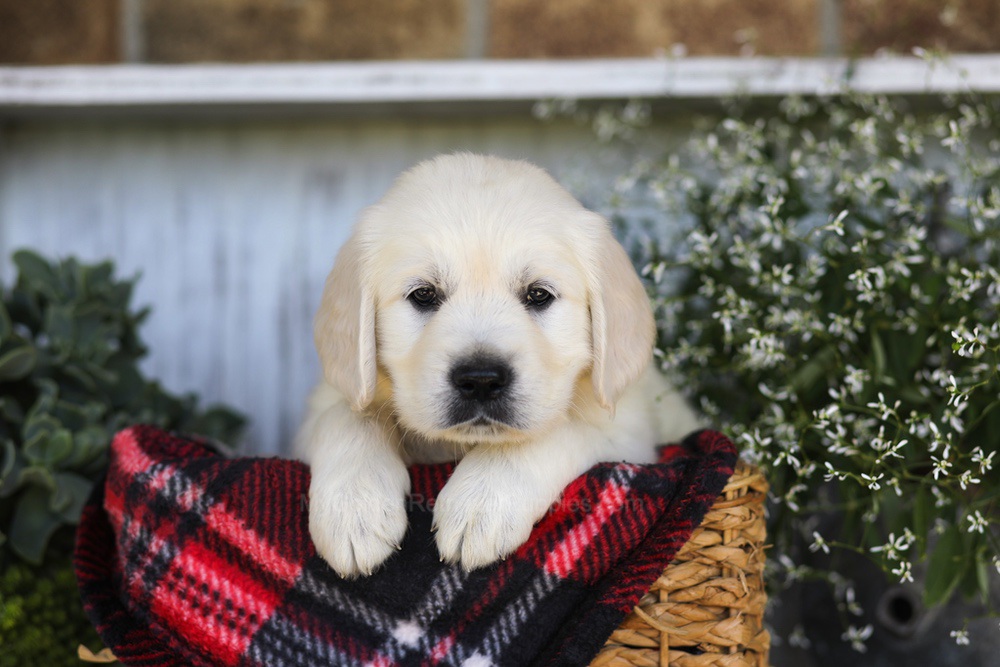 Snickers Image of Snickers, a Golden Retriever puppy