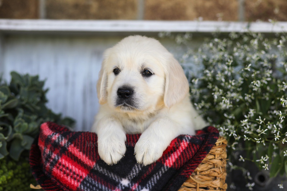 Snickers Image of Snickers, a Golden Retriever puppy