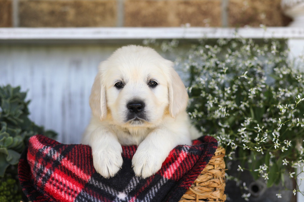 Snickers Image of Snickers, a Golden Retriever puppy