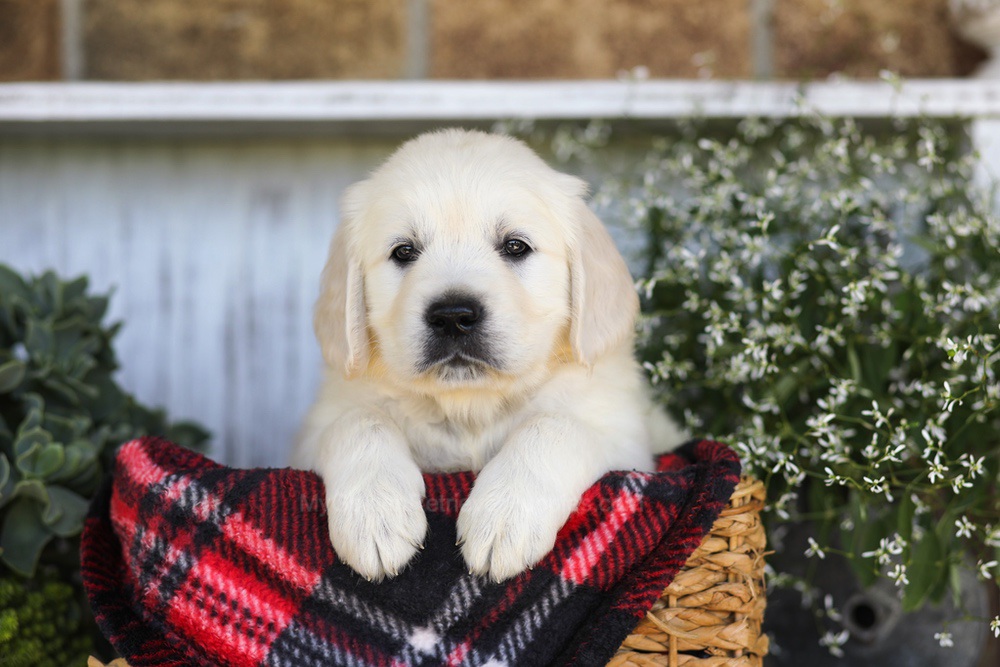 Snickers Image of Snickers, a Golden Retriever puppy