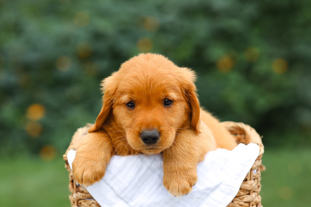 Star Image of Star, a Golden Retriever puppy