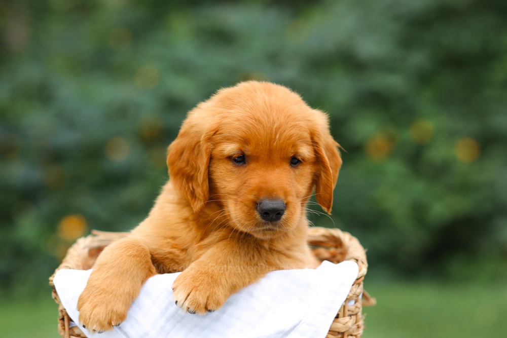 Star Image of Star, a Golden Retriever puppy