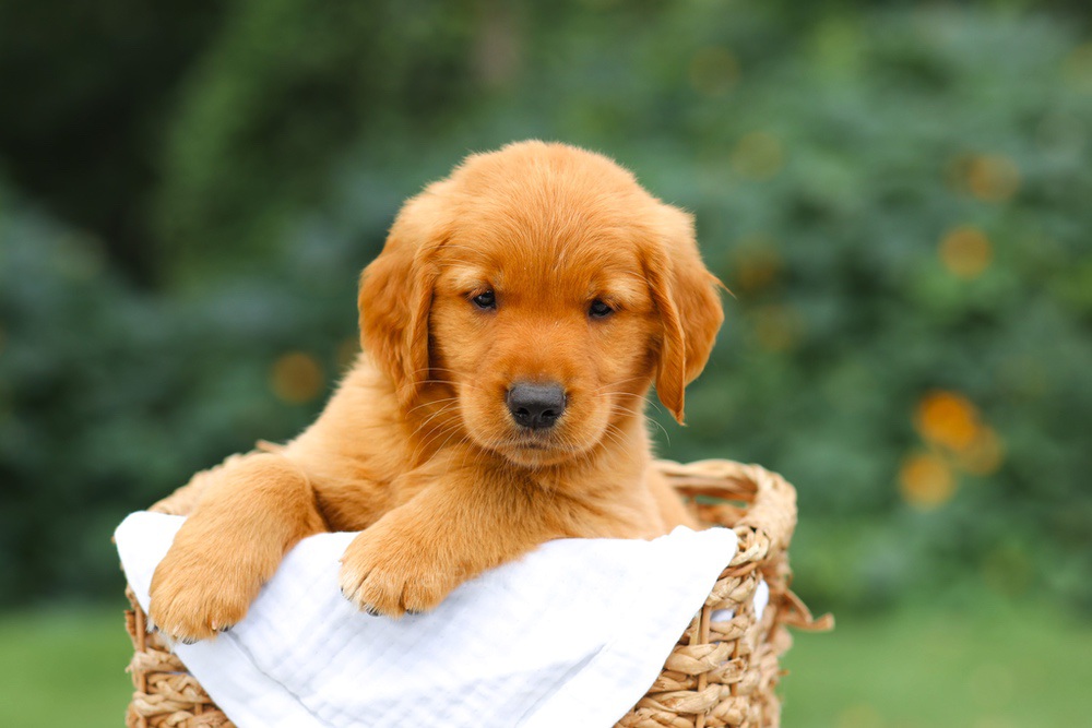 Star Image of Star, a Golden Retriever puppy