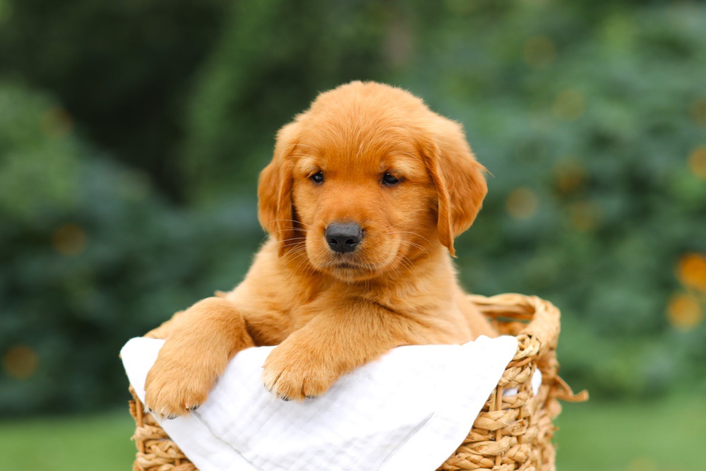 Star Image of Star, a Golden Retriever puppy