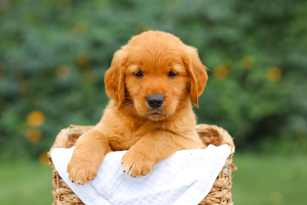 Star Image of Star, a Golden Retriever puppy