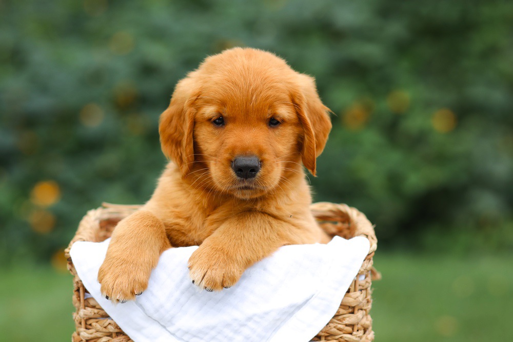 Star Image of Star, a Golden Retriever puppy