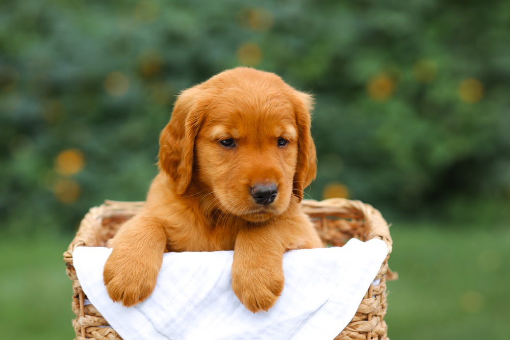 Stella Image of Stella, a Golden Retriever puppy