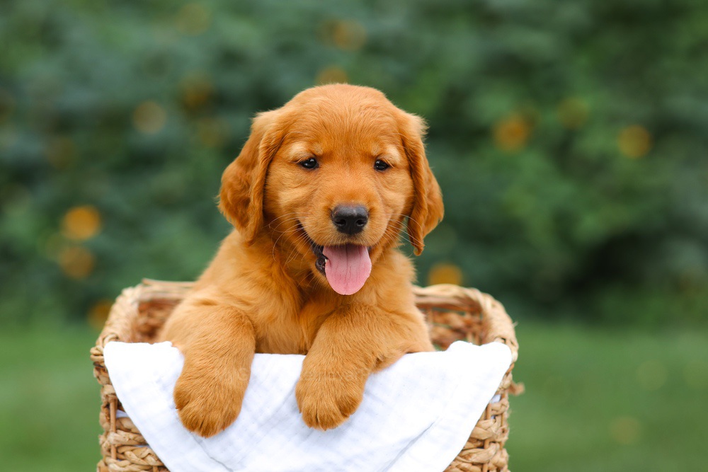 Stella Image of Stella, a Golden Retriever puppy